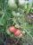 Tomatoes Amateur Pink