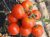 Tomatoes Martha F1