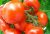 Tomatoes Chirchik F1