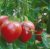 Tomatoes Pink Spam F1