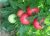 Tomatoes Rose F1