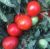 Tomatoes Jaffa F1