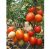 Tomatoes Peto 86 original