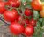 Tomatoes Myrsini F1