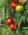 Tomatoes Marissa F1