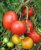 Tomatoes Kombitomat Tarasenko