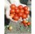 Tomatoes Salome F1