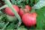 Tomatoes Korneevsky Pink
