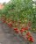Tomatoes Astrakhan