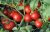 Tomatoes Rococo F1