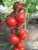 Tomatoes Ivet F1
