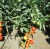 Tomatoes Minaret F1
