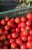 Tomatoes Namibia F1