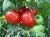 Tomatoes Trivet F1