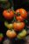 Tomatoes Fantastina F1