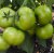 Tomatoes Tsarina F1