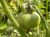Tomatoes Early-83