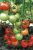 Tomatoes Carmelita F1