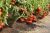 Tomatoes Captain F1