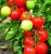 Tomatoes Yesenia F1