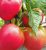 Tomatoes Abakan