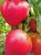 Tomatoes Abakan Pink