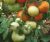 Tomatoes Allen 2000