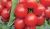 Tomatoes Andrei F1