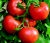 Tomatoes Arabella F1