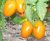 Tomatoes Athena F1