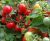 Tomatoes Baby Tom F1