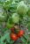 Tomatoes Snow White