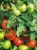 Tomatoes Bersol F1