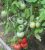 Tomatoes Dignitary