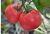 Tomatoes Raspberry Ozharovsky