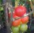Tomatoes Tamina