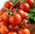 Tomatoes Cherry Red