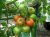 Tomatoes Tigerella