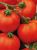 Tomatoes Esmeralda F1