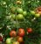 Tomatoes Tamaris F1