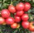 Tomatoes Torino F1