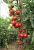 Tomatoes Tornado F1