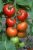 Tomatoes Batch F1