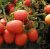 Tomatoes Semalus F1