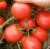 Tomatoes Escort