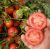 Tomatoes Proton