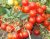 Tomatoes Tayana