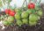 Tomatoes Jubilee Tarasenko
