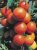 Tomatoes Jablonka Russia