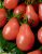 Tomatoes Pear Pink